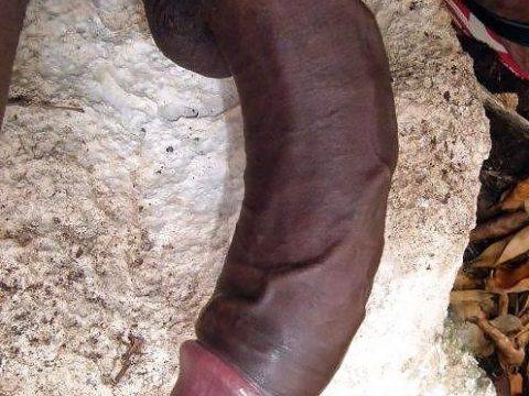 Thick Dark Brown Monster Cock